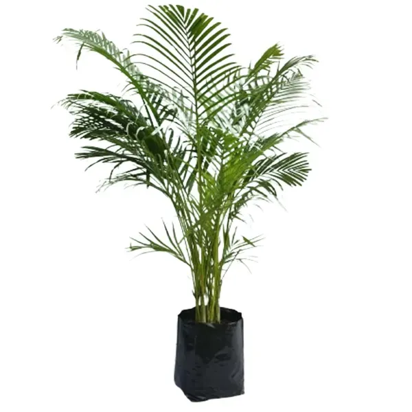 Areca_Palm_Air_Purifier_Ornamental_Plants_Tree_1_5_3_Feet_Size