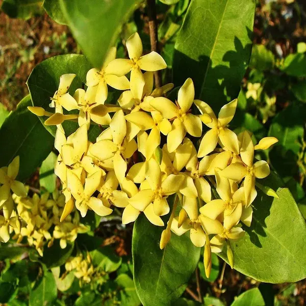 Yellow_Colour_Ixora_Rukmini_Rangan_Flower_Plants_Tree_1_2_Feet_Size