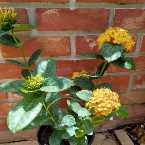Yellow_Colour_Ixora_Rukmini_Rangan_Flower_Plants_Tree_1_2_Feet_Size