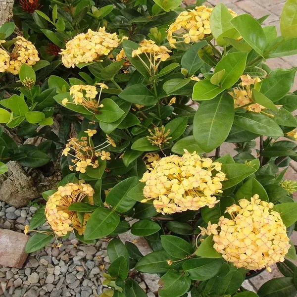 Yellow_Colour_Ixora_Rukmini_Rangan_Flower_Plants_Tree_1_2_Feet_Size