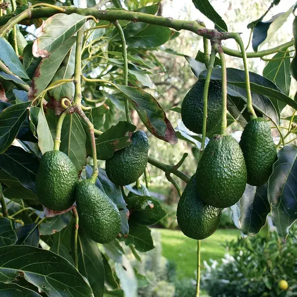 Hass_Avocado_Butter_Fruit_Grafted_Plants_Tree_1_5_3_Feet_Size