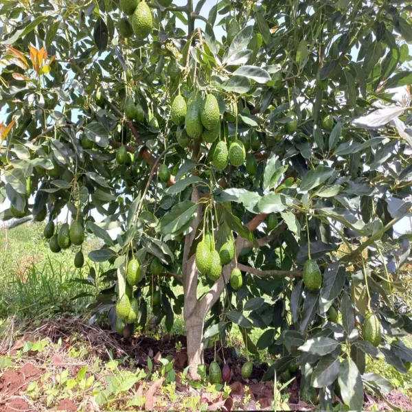 Hass_Avocado_Butter_Fruit_Grafted_Plants_Tree_1_5_3_Feet_Size