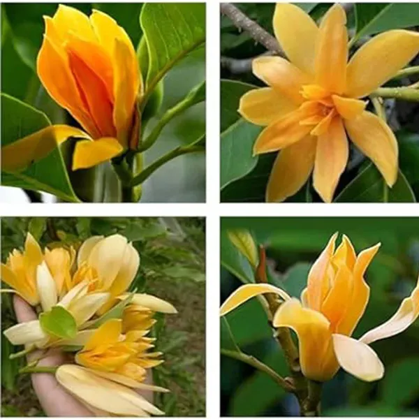 Yellow_Colour_Swarna_Chapa_Michelia_Champaca_Flower_Plants_Tree_1_2_Feet