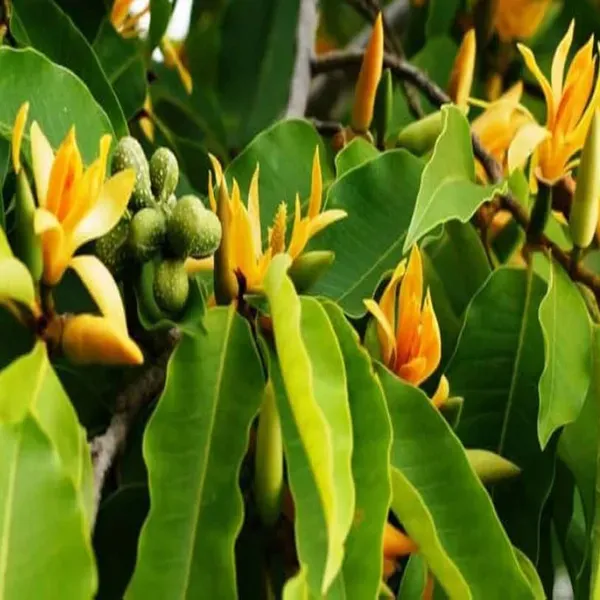 Yellow_Colour_Swarna_Chapa_Michelia_Champaca_Flower_Plants_Tree_1_2_Feet