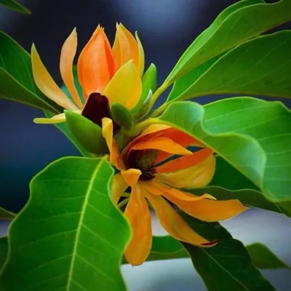 Yellow_Colour_Swarna_Chapa_Michelia_Champaca_Flower_Plants_Tree_1_2_Feet