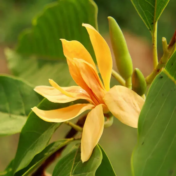 Yellow_Colour_Swarna_Chapa_Michelia_Champaca_Flower_Plants_Tree_1_2_Feet