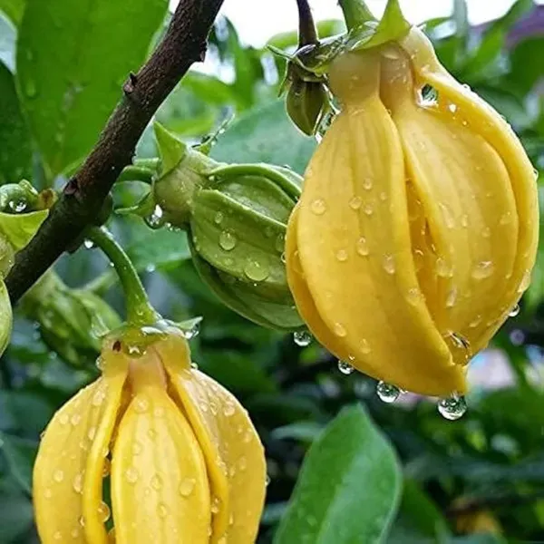 Yellow_Colour_Swarna_Chapa_Michelia_Champaca_Flower_Plants_Tree_1_2_Feet