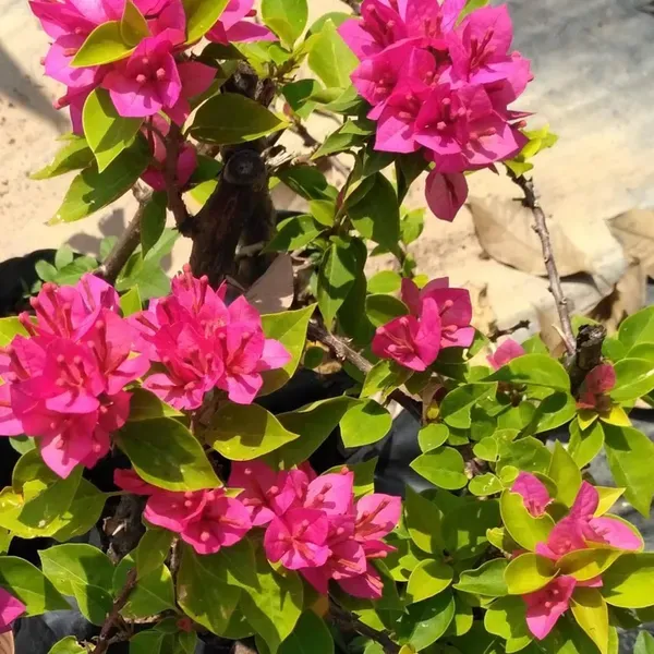 Pink_Colour_Bougainvillea_Kagoj_Ful_Shrubs_Flower_Plants_Tree_1_2_Feet_Si