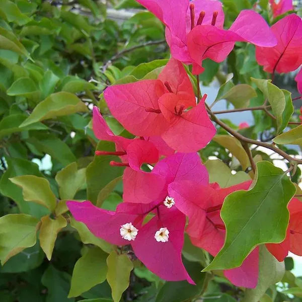 Pink_Colour_Bougainvillea_Kagoj_Ful_Shrubs_Flower_Plants_Tree_1_2_Feet_Si