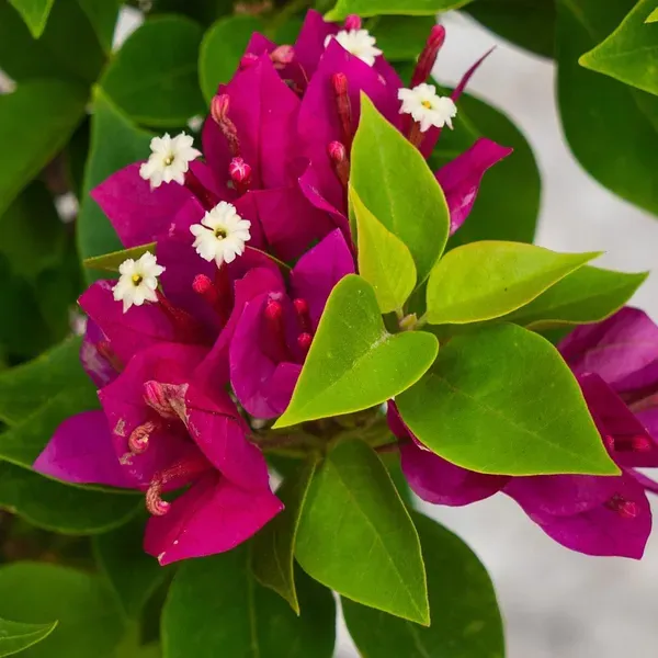 Pink_Colour_Bougainvillea_Kagoj_Ful_Shrubs_Flower_Plants_Tree_1_2_Feet_Si