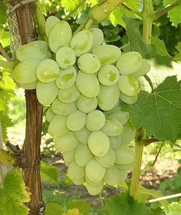 Green_Super_Sonaka_Seedless_Grapes_Angoor_Fruit_Air_Layering_Grafted_Plan