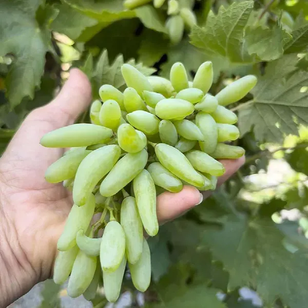 Green_Super_Sonaka_Seedless_Grapes_Angoor_Fruit_Air_Layering_Grafted_Plan