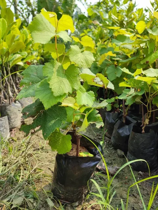 Green_Super_Sonaka_Seedless_Grapes_Angoor_Fruit_Air_Layering_Grafted_Plan