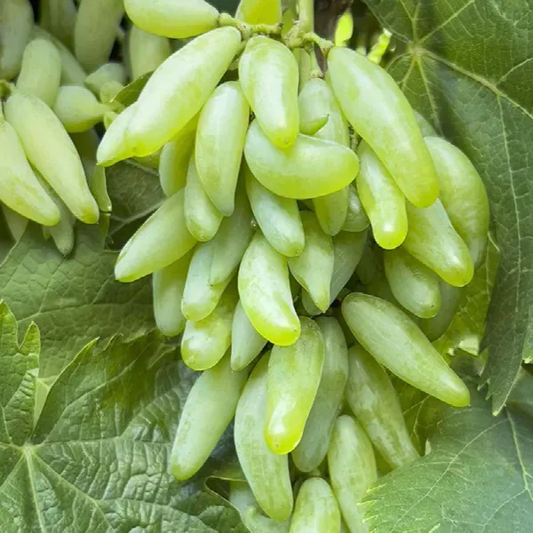 Green_Super_Sonaka_Seedless_Grapes_Angoor_Fruit_Air_Layering_Grafted_Plan