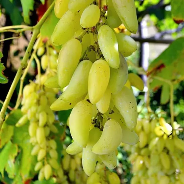 Green_Super_Sonaka_Seedless_Grapes_Angoor_Fruit_Air_Layering_Grafted_Plan