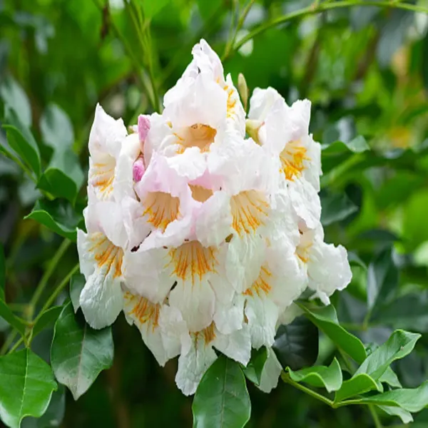 Hybrid_Kamini_Satin_Wood_Kunti_Fragrant_Flower_Shrubs_Plants_Tree_1_2_Fee