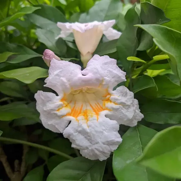 Hybrid_Kamini_Satin_Wood_Kunti_Fragrant_Flower_Shrubs_Plants_Tree_1_2_Fee
