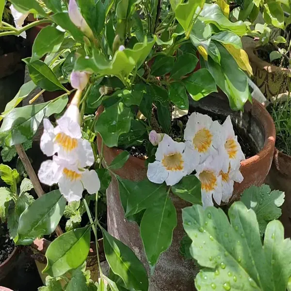 Hybrid_Kamini_Satin_Wood_Kunti_Fragrant_Flower_Shrubs_Plants_Tree_1_2_Fee