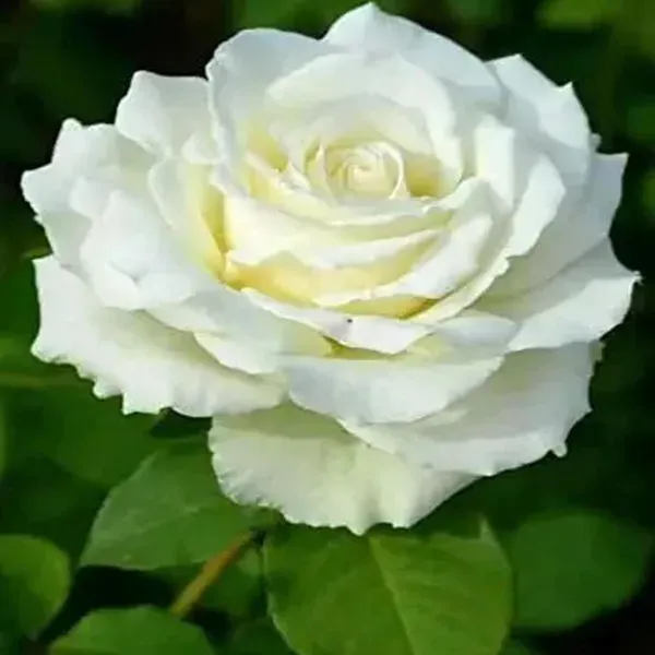 White_Rose_Fragrant_Flower_Plants_Tree_1_2_Feet_Size