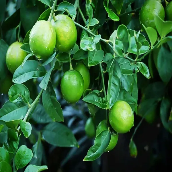 Thai_Patti_Lemon_Nimbu_Fruit_Air_Layering_Grafted_Plants_Tree_1_2_Feet