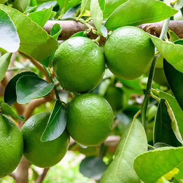 Thai_Patti_Lemon_Nimbu_Fruit_Air_Layering_Grafted_Plants_Tree_1_2_Feet