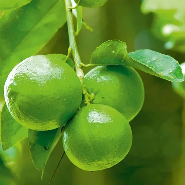Thai_Patti_Lemon_Nimbu_Fruit_Air_Layering_Grafted_Plants_Tree_1_2_Feet