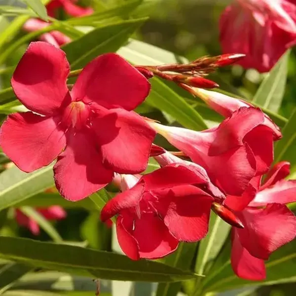 Red_Colour_Oleander_Kaner_Korobi_Flower_Plants_Tree_1_2_Feet_Size