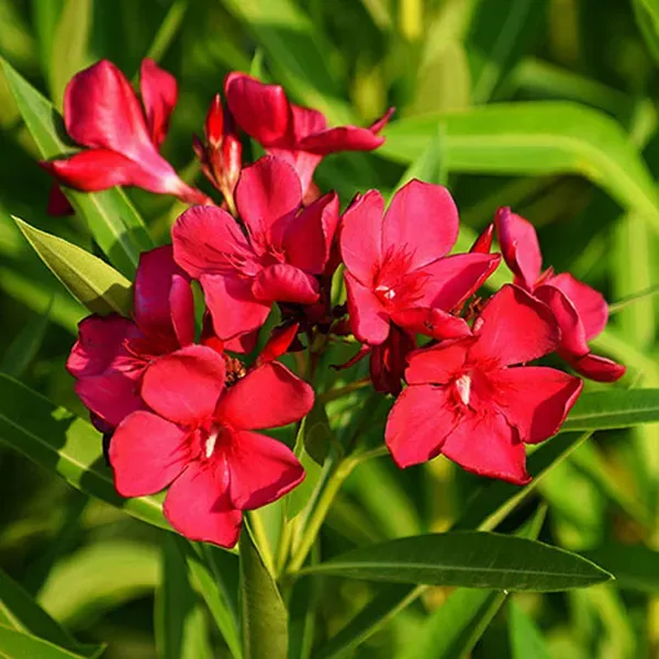 Red_Colour_Oleander_Kaner_Korobi_Flower_Plants_Tree_1_2_Feet_Size