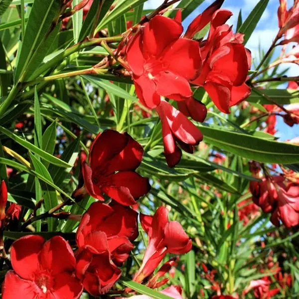 Red_Colour_Oleander_Kaner_Korobi_Flower_Plants_Tree_1_2_Feet_Size