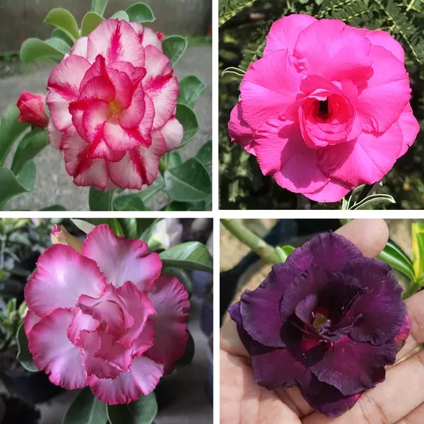 Adenium_Grafted_Flowers_Plant_Pack_Of_4