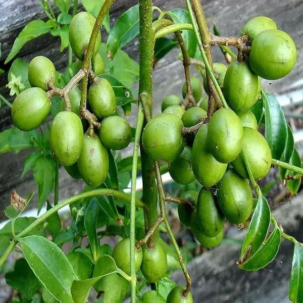 Hog_Plum_Bilati_Amra_Ambarella_Spondias_Mombin_All_Time_Fruit_Grafted_Plant