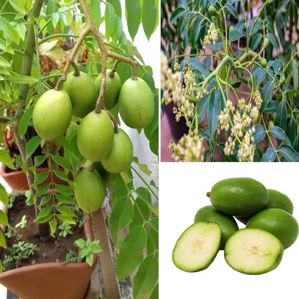 Hog_Plum_Bilati_Amra_Ambarella_Spondias_Mombin_All_Time_Fruit_Grafted_Plant