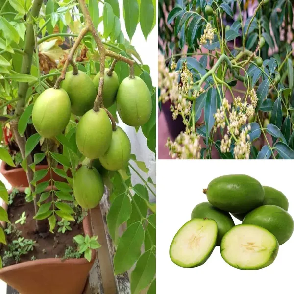 Hog_Plum_Bilati_Amra_Ambarella_Spondias_Mombin_All_Time_Fruit_Grafted_Plant
