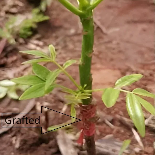 Hog_Plum_Bilati_Amra_Ambarella_Spondias_Mombin_All_Time_Fruit_Grafted_Plant