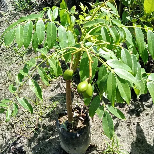 Hog_Plum_Bilati_Amra_Ambarella_Spondias_Mombin_All_Time_Fruit_Grafted_Plant