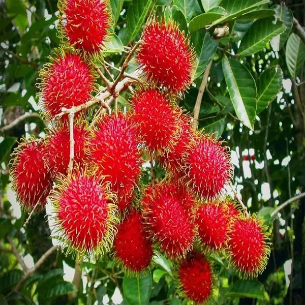 N18_Rambutan_Fruit_Grafted_Plants_Tree_1_5_3_Feet_Size