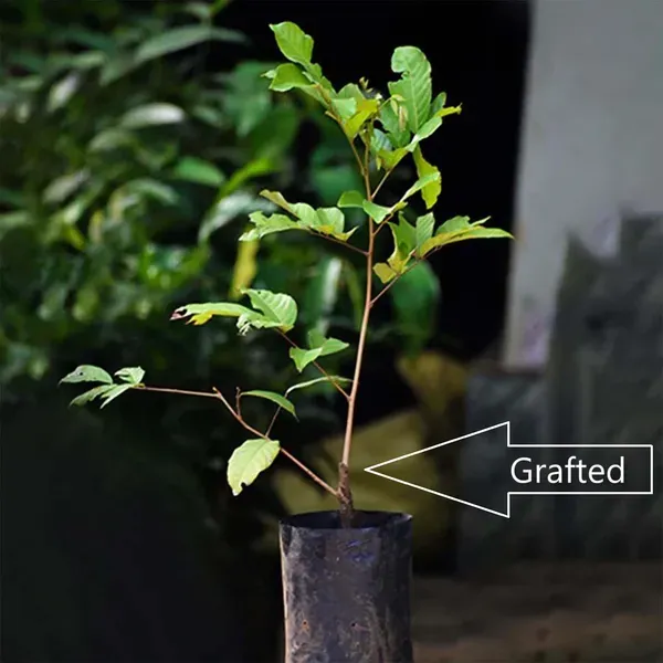 N18_Rambutan_Fruit_Grafted_Plants_Tree_1_5_3_Feet_Size