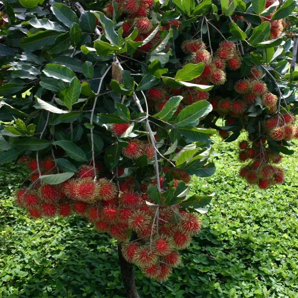 N18_Rambutan_Fruit_Grafted_Plants_Tree_1_5_3_Feet_Size