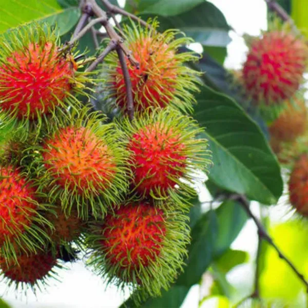 N18_Rambutan_Fruit_Grafted_Plants_Tree_1_5_3_Feet_Size