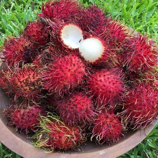 N18_Rambutan_Fruit_Grafted_Plants_Tree_1_5_3_Feet_Size