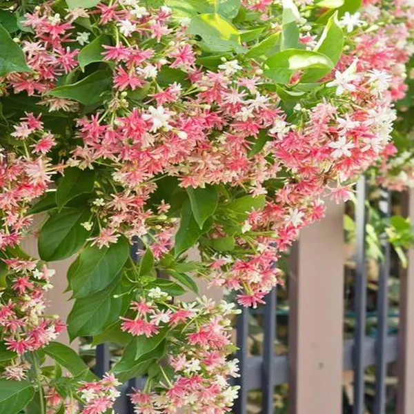 Rangoon_Creeper_Madhavi_Lata_Madhumalti_Flower_Climbers_Plants_Tree_1_2_F