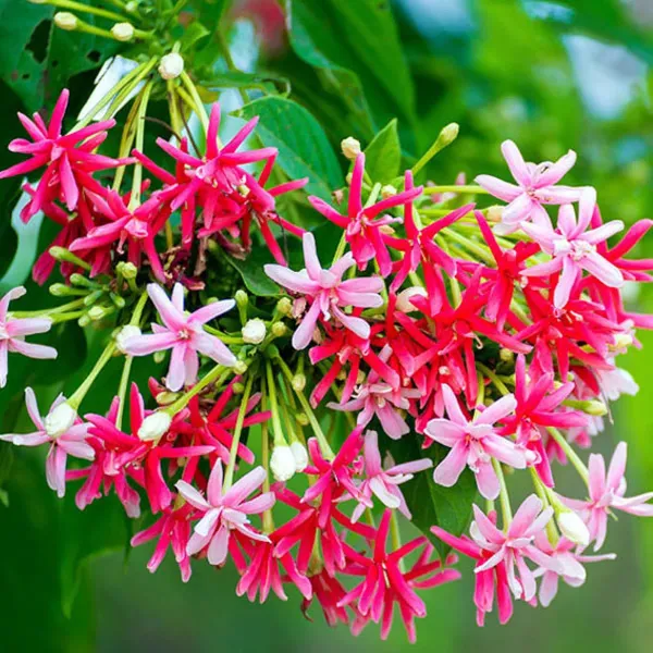 Rangoon_Creeper_Madhavi_Lata_Madhumalti_Flower_Climbers_Plants_Tree_1_2_F