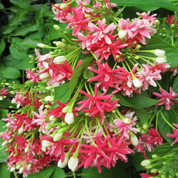 Rangoon_Creeper_Madhavi_Lata_Madhumalti_Flower_Climbers_Plants_Tree_1_2_F