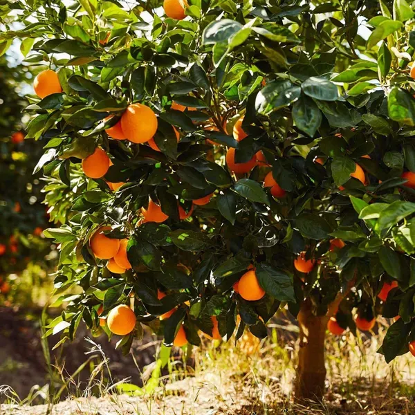 Washington_Navel_Orange_Grafted_Santra_Fruit_Plants_Tree_1_2_Feet_Size