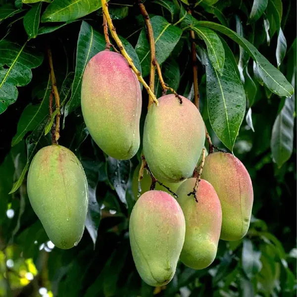 Red_Rose_Gulab_Khas_Madrazi_Golapkhas_Mango_Grafted_Aam_Fruit_Plants_Tree