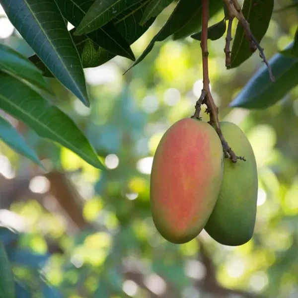 Red_Rose_Gulab_Khas_Madrazi_Golapkhas_Mango_Grafted_Aam_Fruit_Plants_Tree