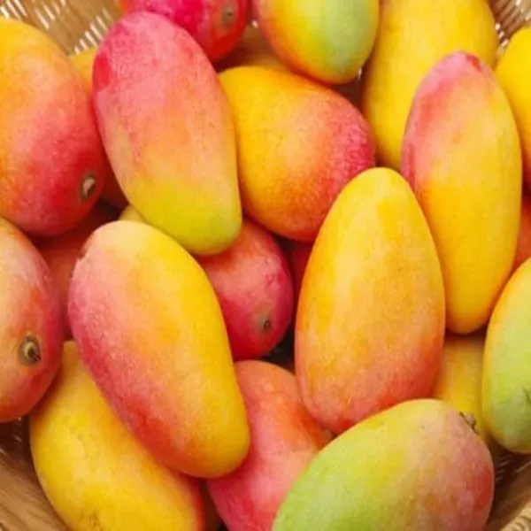 Red_Rose_Gulab_Khas_Madrazi_Golapkhas_Mango_Grafted_Aam_Fruit_Plants_Tree