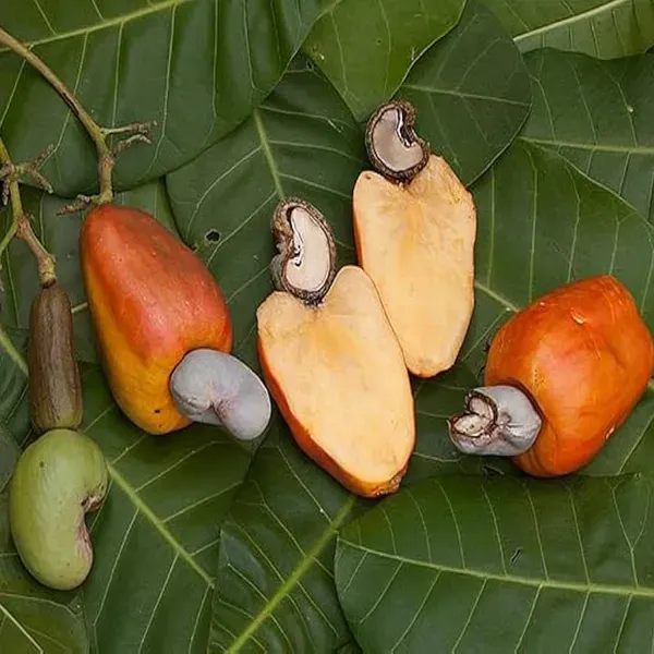 Cashew_Vri_3_Nut_Kaju_Grafted_Fruit_Plants_Tree_1_5_3_Feet_Size