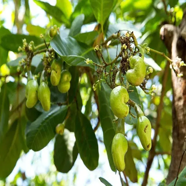 Cashew_Vri_3_Nut_Kaju_Grafted_Fruit_Plants_Tree_1_5_3_Feet_Size