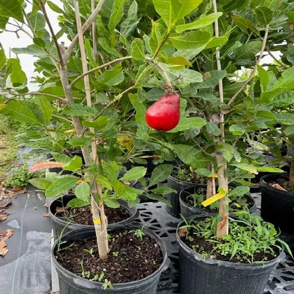 Cashew_Vri_3_Nut_Kaju_Grafted_Fruit_Plants_Tree_1_5_3_Feet_Size